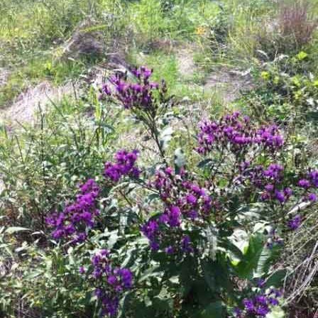 Laurel Creek Restoration Tour