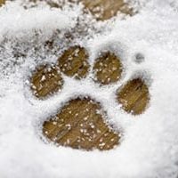 general-top-ten-winter-skin-paw-care-tips