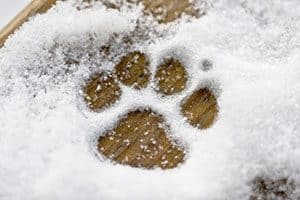 general-top-ten-winter-skin-paw-care-tips