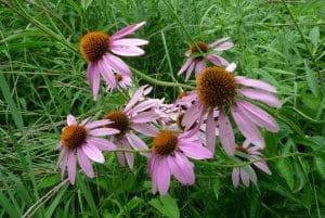 purpleconeflowers