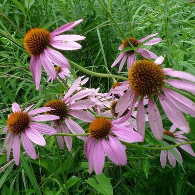 purpleconeflowers
