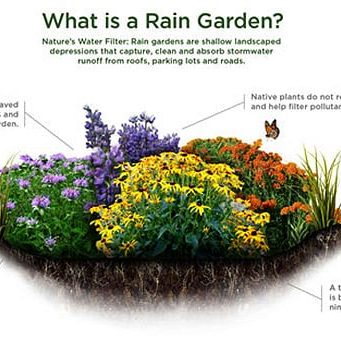 raingarden