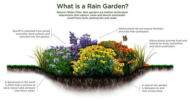 What Is A Rain Garden, Exactly? (3 Types of Rain Gardens + 2 Myths + 6  Benefits)