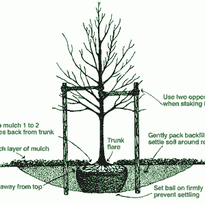 tree-planting