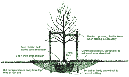 tree-planting