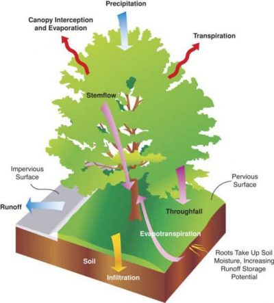 treebenefits